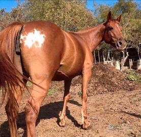 Cavallo