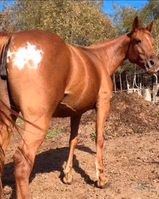 Cavallo