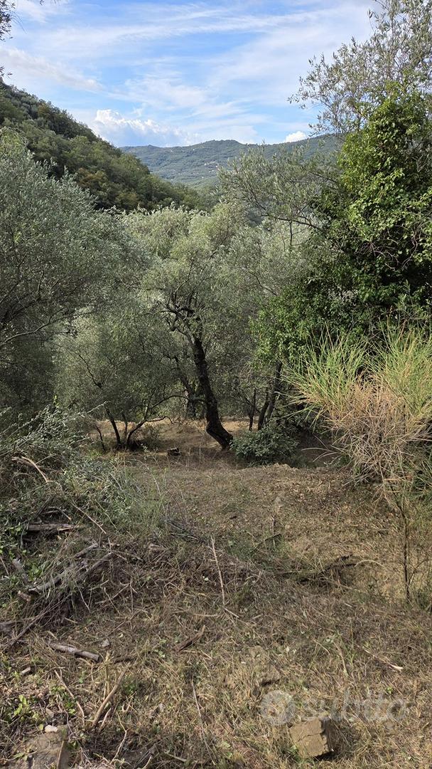 Terreno agricolo con uliveto - Vista 5