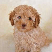 Barboncini - poodle puppy