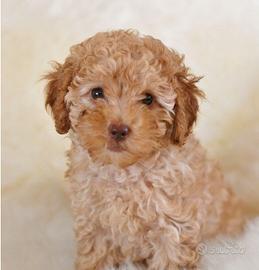 Barboncini - poodle puppy