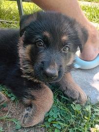 Ultimi due cuccioli di pastore tedesco