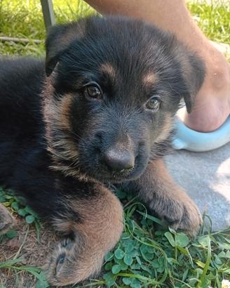 Ultimi due cuccioli di pastore tedesco