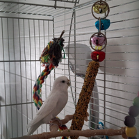 Gabbia uccelli e inseparabile