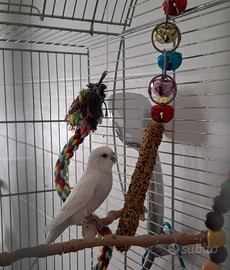 Gabbia uccelli e inseparabile