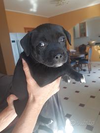 Staffordshire bull terrier