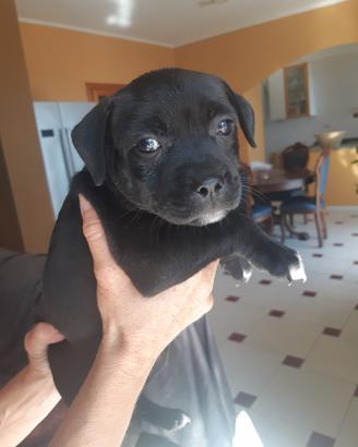 Staffordshire bull terrier