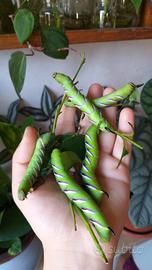 Sphinx ligustri