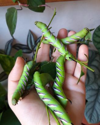 Sphinx ligustri
