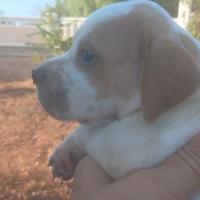 Cane da caccia pointer inglese