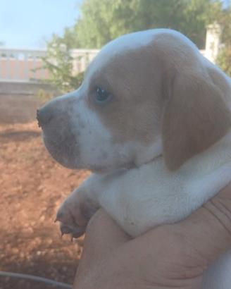 Cane da caccia pointer inglese
