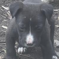 Disponibile cucciolo di Asia centrale