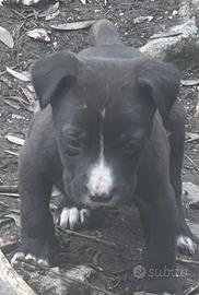 Disponibile cucciolo di Asia centrale