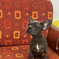 Bulldog francese Blue