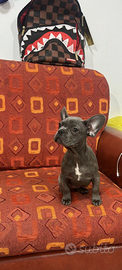 Bulldog francese Blue