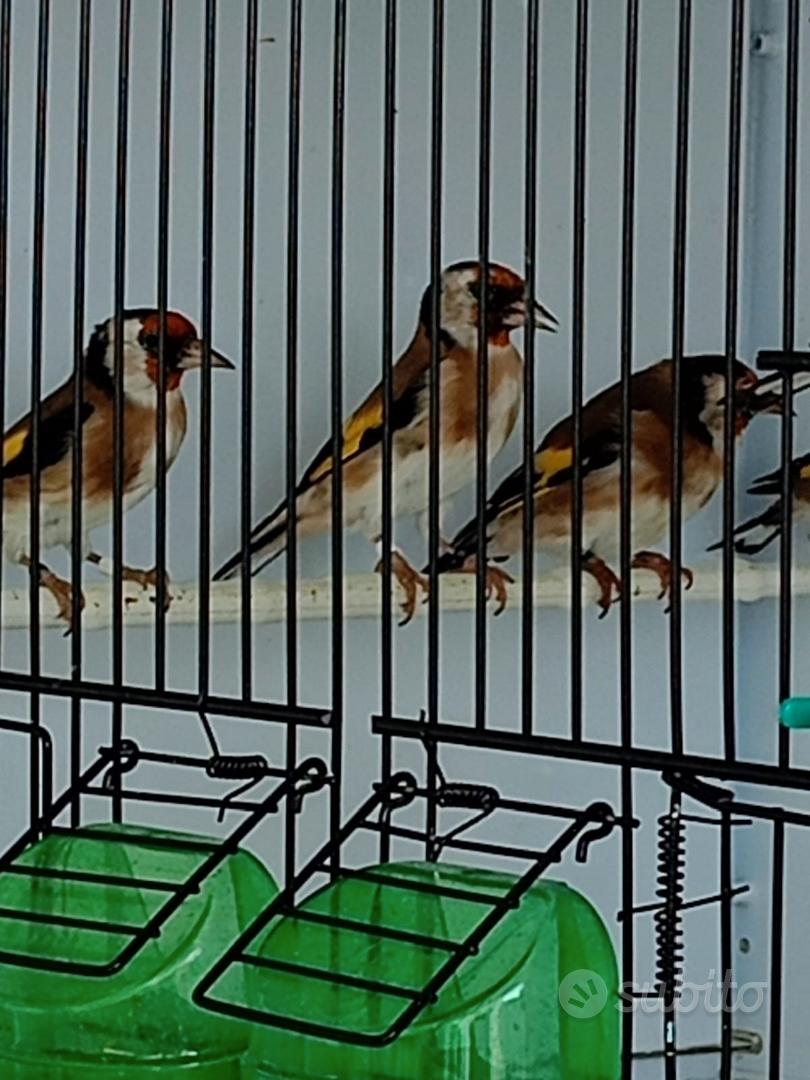 gardellini 2026 - Animali In vendita a Bari