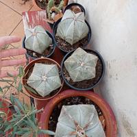 Piante grasse, astropityum detti cappelli del vesc