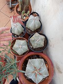 Piante grasse, astropityum detti cappelli del vesc