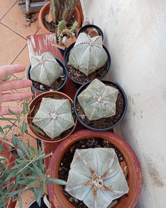 Piante grasse, astropityum detti cappelli del vesc