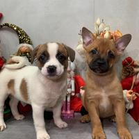 Un Natale Magico con i Cuccioli di Franco Bulldog