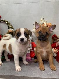 Un Natale Magico con i Cuccioli di Franco Bulldog