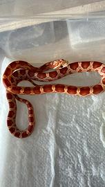 Serpente del grano