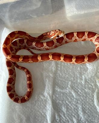 Serpente del grano