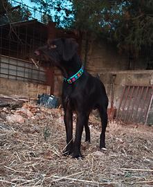 Cucciolone di 10 mesi drahthaar