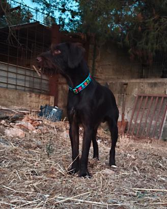 Cucciolone di 10 mesi drahthaar