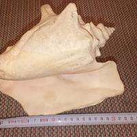 grande conchiglia da esposizione