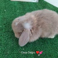 Conigli coniglietto ariete nano mini lop