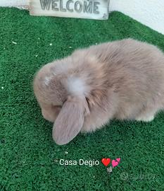 Conigli coniglietto ariete nano mini lop
