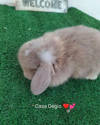 Conigli coniglietto ariete nano mini lop