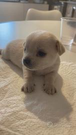 Splendidi cuccioli di chihuahua pura razza