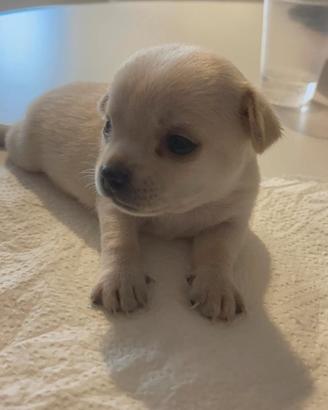 Splendidi cuccioli di chihuahua pura razza
