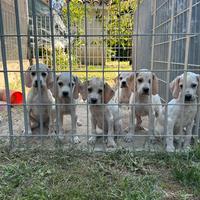 Cane da tartufo