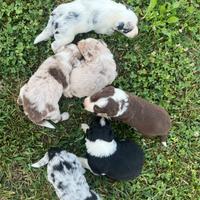 Cuccioli border collie