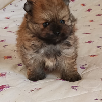 SPITZ POMERANIA NANO con pedigree Enci