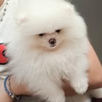 Spitz di Pomerania nano