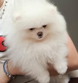 Spitz di Pomerania nano