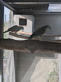 Coppia amazzone fronte blu