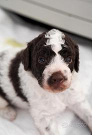 Lagotto Romagnolo