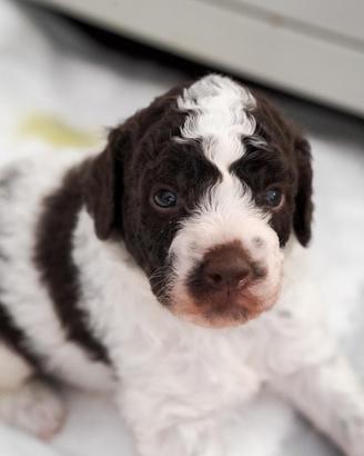 Lagotto Romagnolo