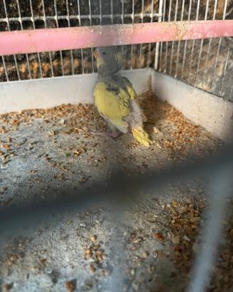Disponibile pullo di cocoriti