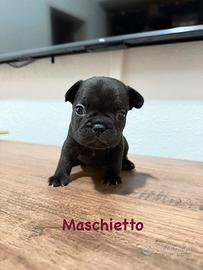Bulldog francese