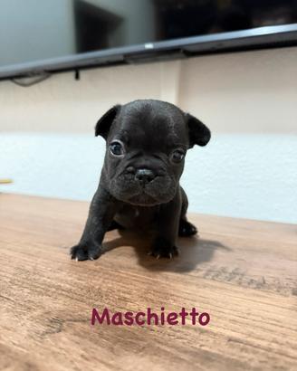 Bulldog francese