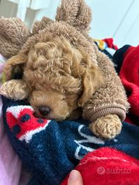 Cucciolo di barboncino toi