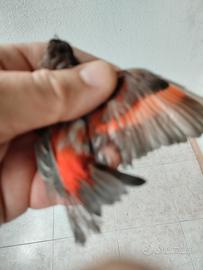 Cardinalini Venezuela mutati