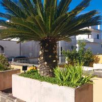 cicas di oltre 30 di vita