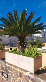 cicas di oltre 30 di vita